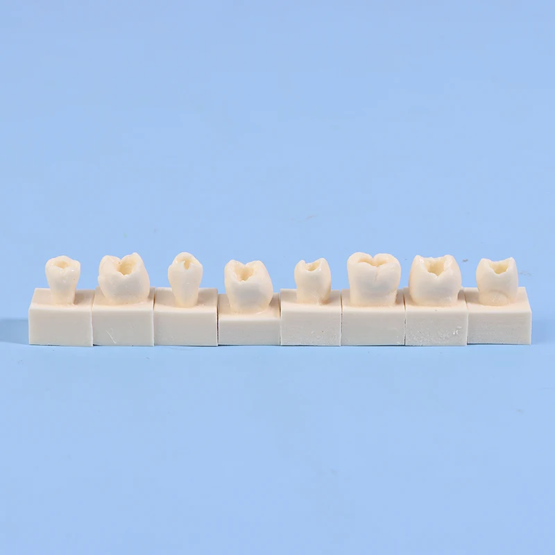 8 قطعة/المجموعة الأسنان الخلفي طالب التدريب اختبار نموذج الممارسة مركب الراتنج ملء الأسنان الفك معدات طب الأسنان