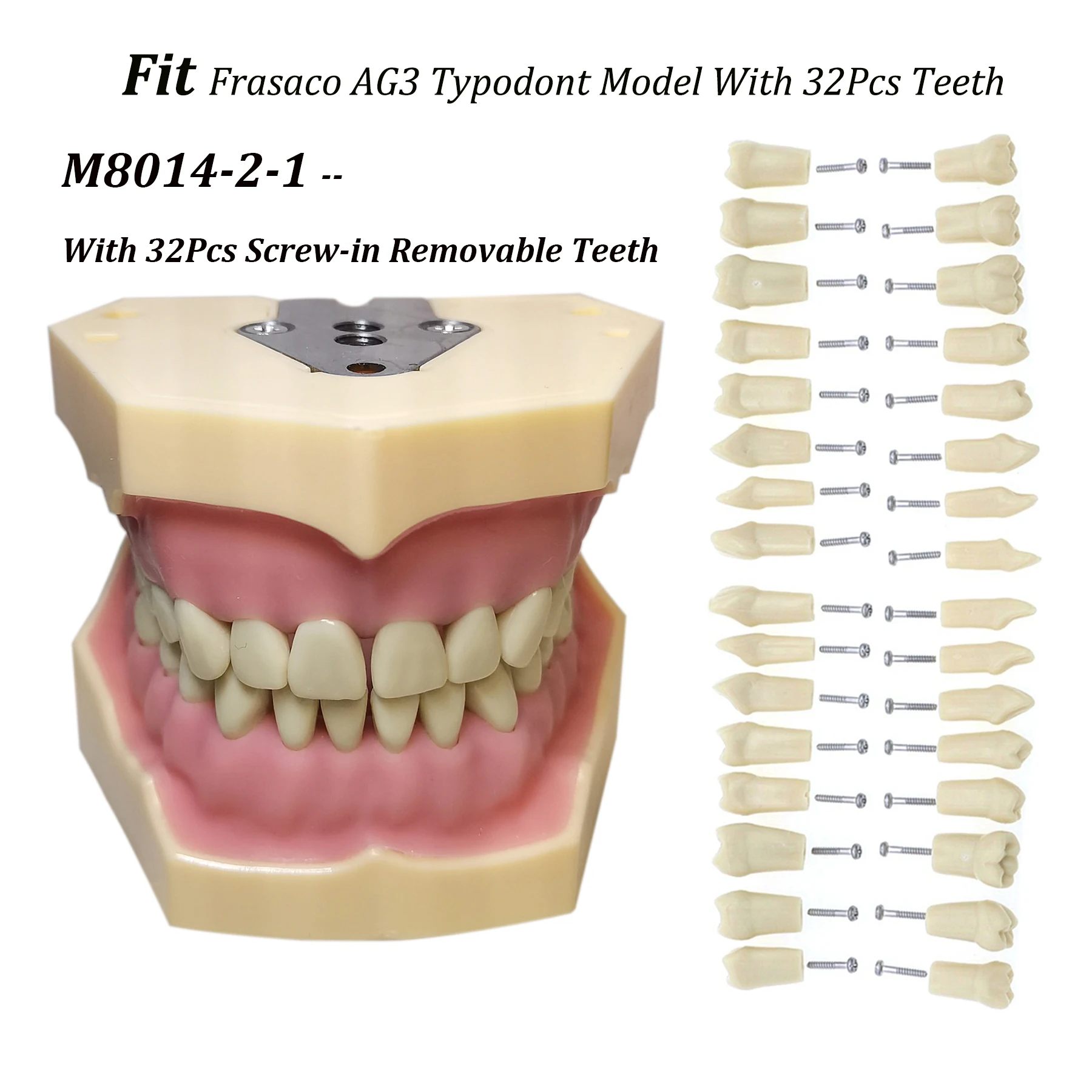 Frasaco-AG3 Typodont Fit Dental, Screw-in, Prática, Enchimento, Goma Macia, Goma Dentes Modelo, M8014-2-1, Dentes de Substituição, 32pcs