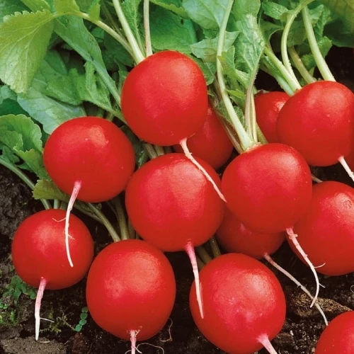 Bild 6: Gemüsesamen Radieschen SAXA 3 rund rot Früh 10g Toraf 224