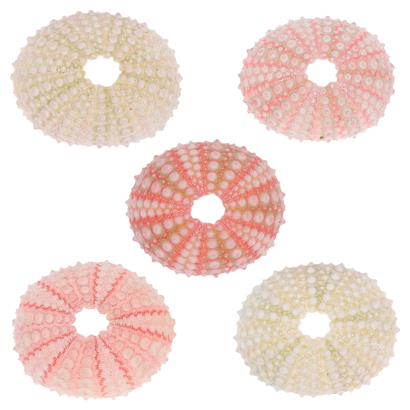 Concha de erizo de mar, decoraciones naturales para acuario, accesorios para pecera, decoraciones de escritorio, artesanías de erizo de mar para el hogar, adornos de concha, 5 uds.