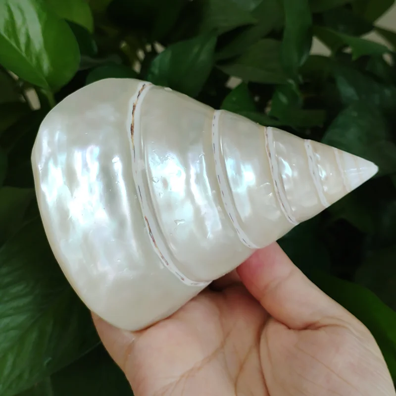 Large Pearled Trochus Shell Natural Polished Tower Seashell Decoration Collection Specimen Snail Fish Tank Landscape Decoration