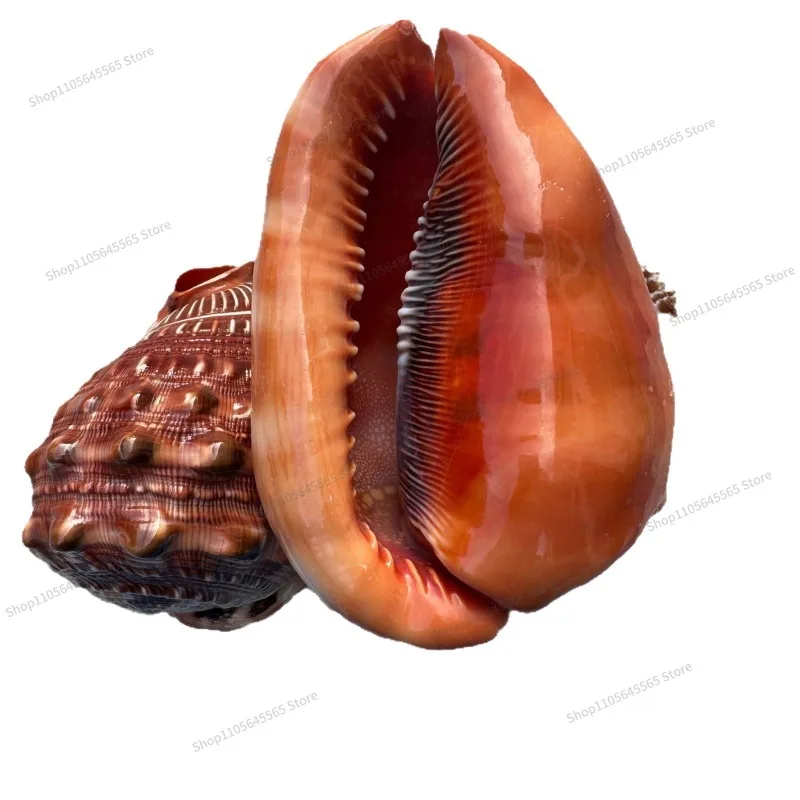 For natural shell conch starfish, fish tank landscaping decorative shell conch wind chimes