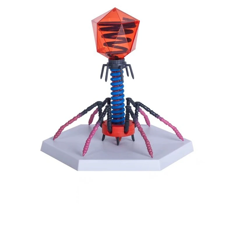 Phage model for medical anatomy teaching