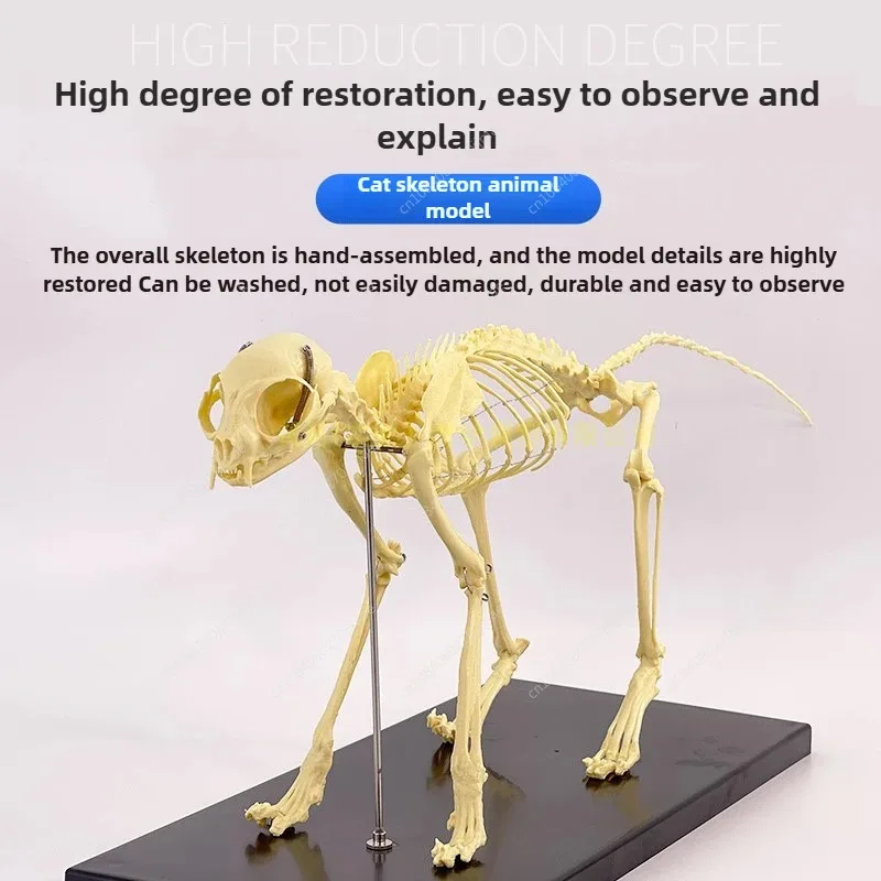 Cat Skeleton Anatomy Model Kit Anatomical Bones Specimen for Veterinary Teaching
