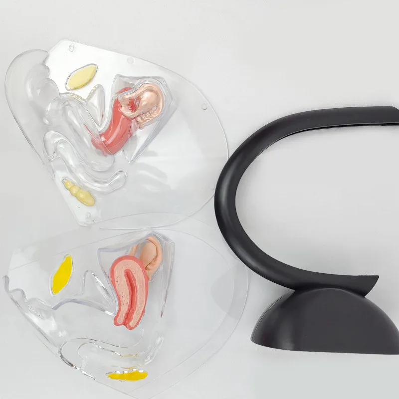 투명 자궁 모델, 인체 질 해부 모델, 여성 생식기 모델 (의료 교육 훈련용)