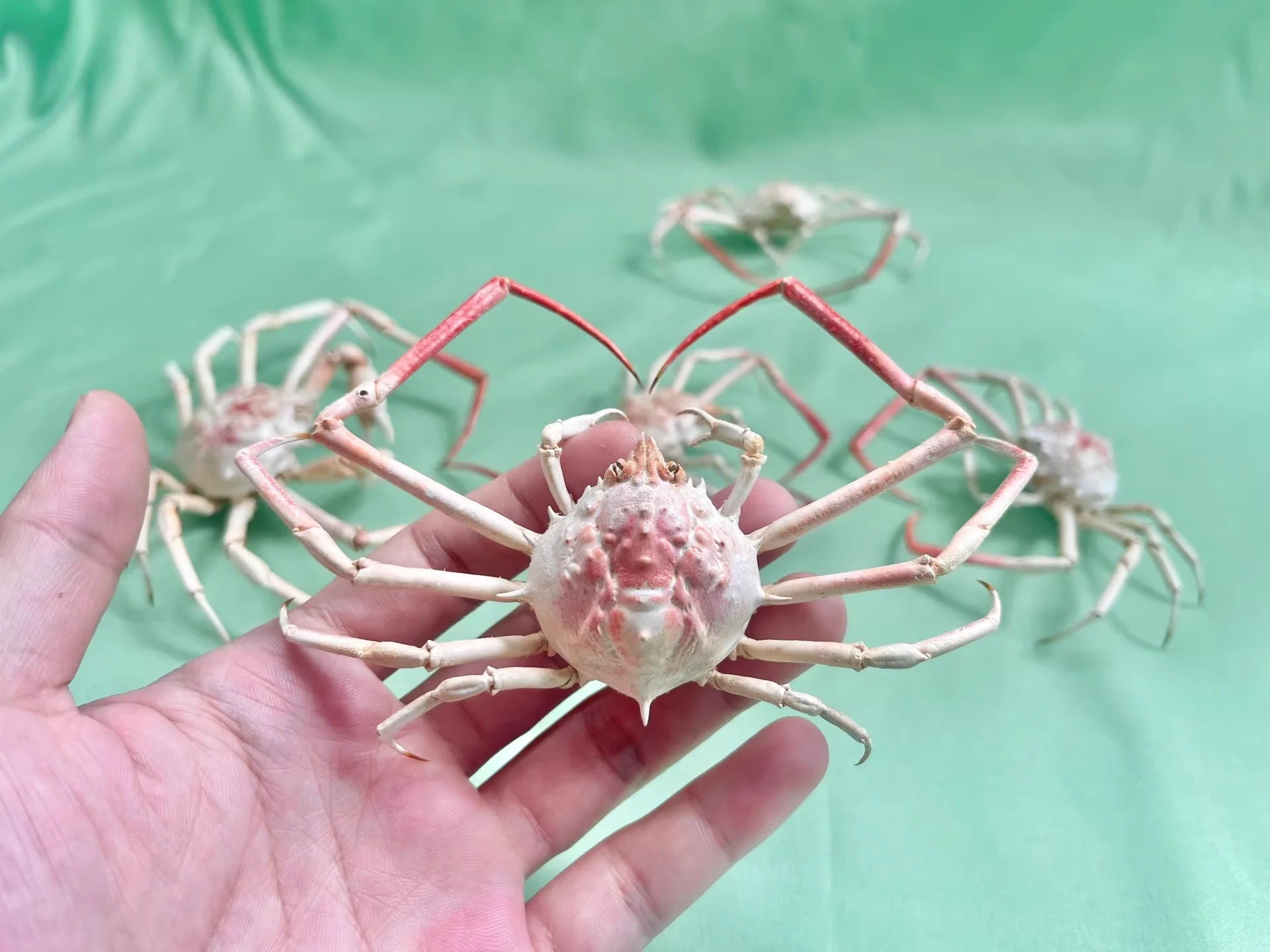 

Doclea Rissonii Real Crab Specimen Special Handicrafts Collectors Home Decor Ornament Desk Decoration Customized