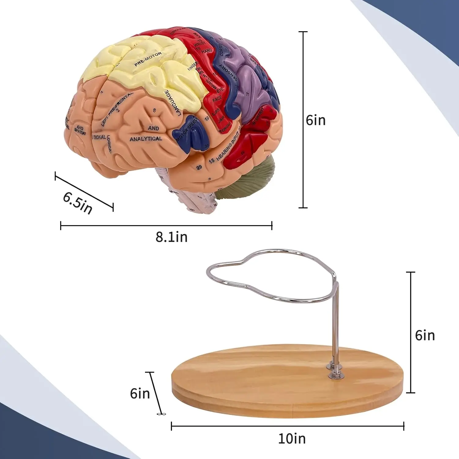 2 Times Life Size Brain Anatomy Model 4 Parts Brain Functions Neuroscience Learning Display Medical Model