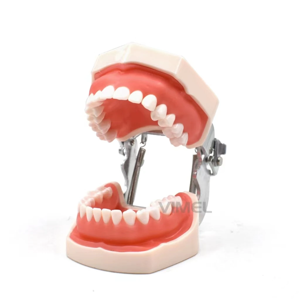 28/32 pcs Teeth Dental Teaching Model Removable Training Typodont Teeth Model