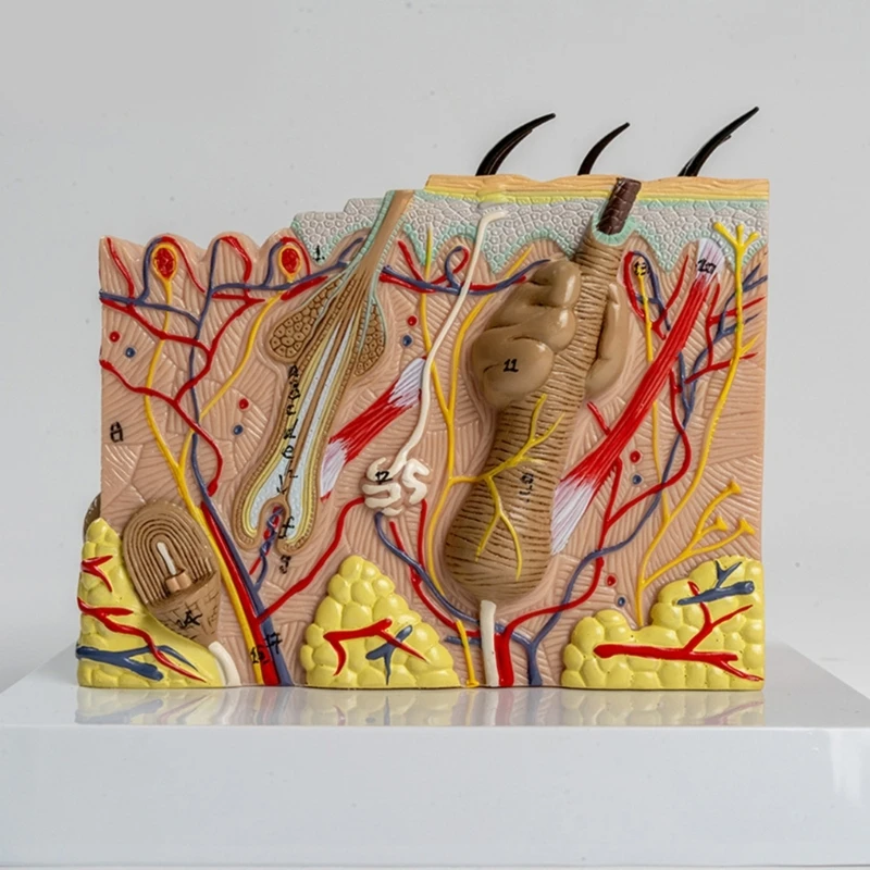 Anatomical Human Skin Model Human Skin Structure Anatomical Model for Science Classroom Study Display Teaching Model