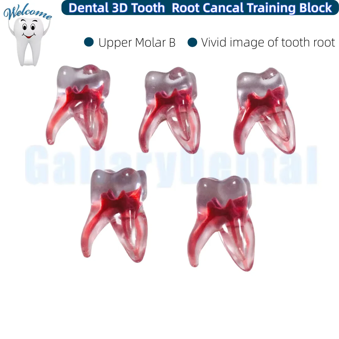 Dental 3D Tooth Simulation Root Cancal Training Block Upper Molar B Model