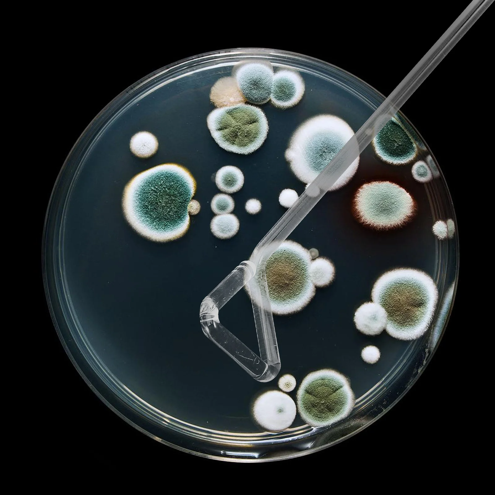 4Pcs Glass Cell Spreader Triangular Shape Scraping Edge Laboratory Cell Culture Tool Scientific Laboratory Supplies