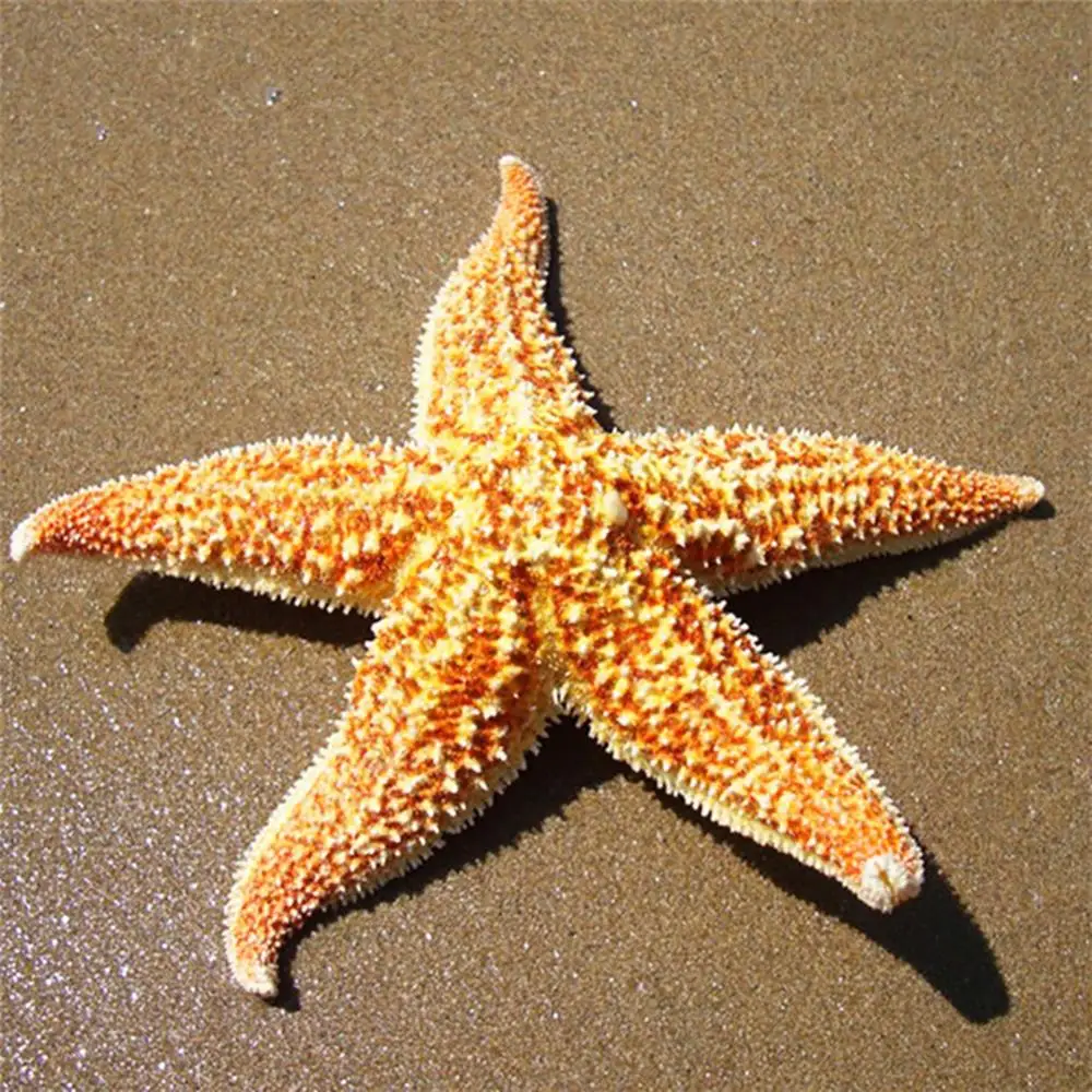 2Pcs Dried Star Fish Sea Star Beach Crafts Starfishes Similar With Natural Starfishes Gift Wedding Party Home Decoration