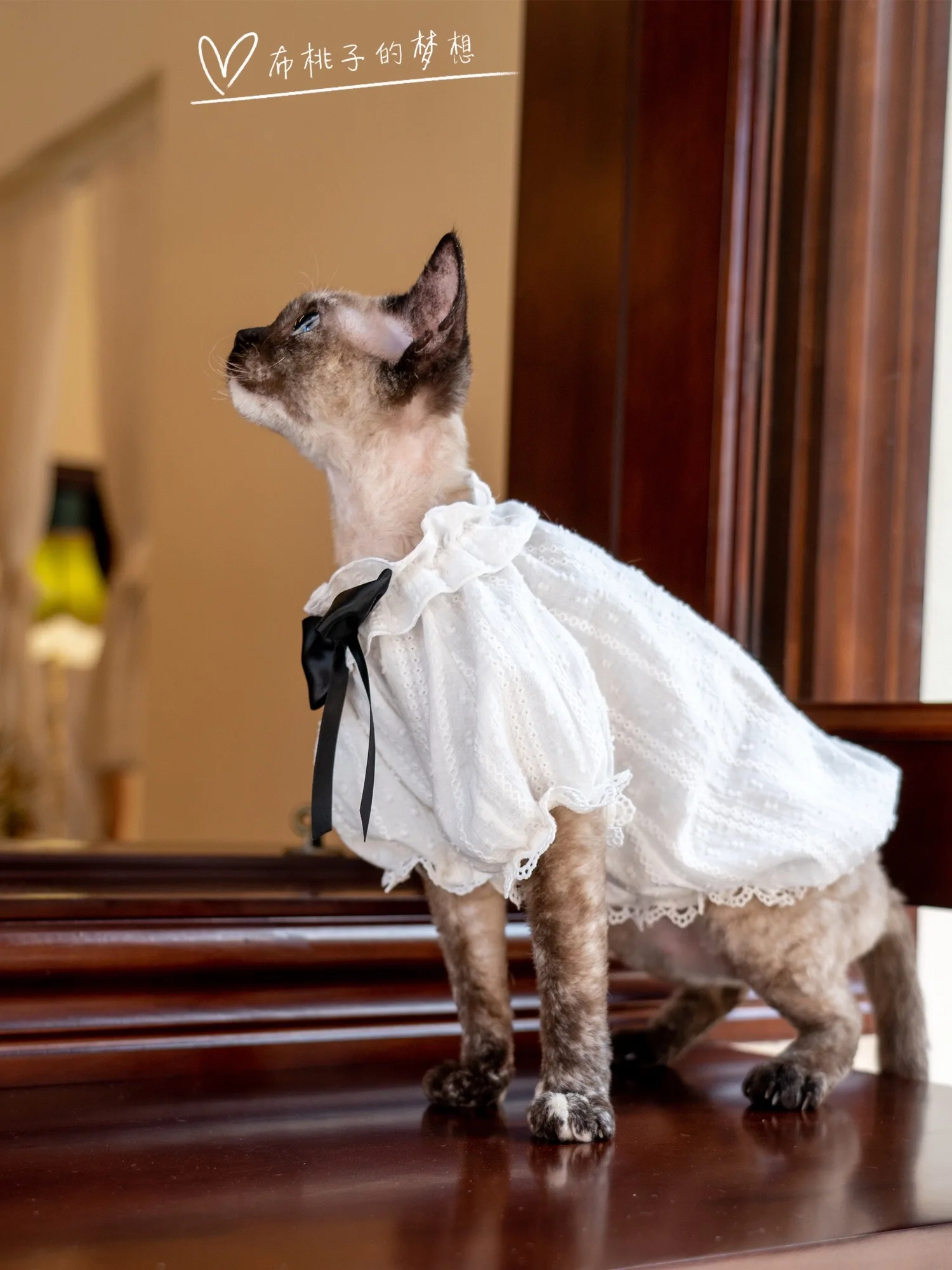 Sphynx Cat Lace Dress Lace Pure White Wedding Dress with Bow For kittens Hairless Cat Clothes Soft Thin Material Devon Rex