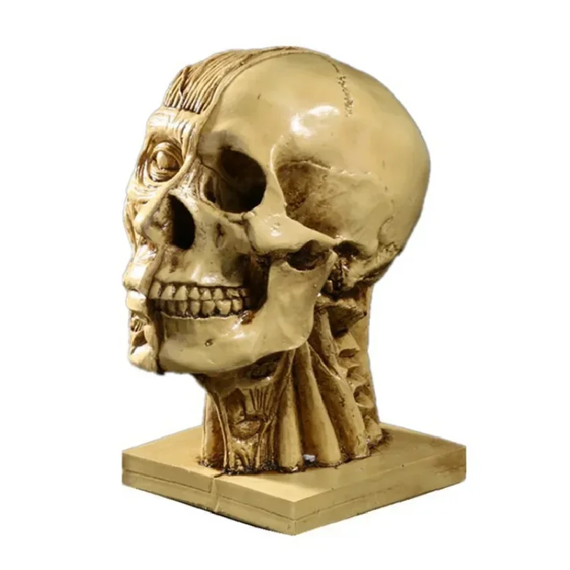 Resin Crafts Muscle Human Head Skull Teaching Supplies Painting Reference Art Model
