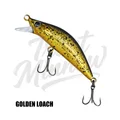 Golden Loach