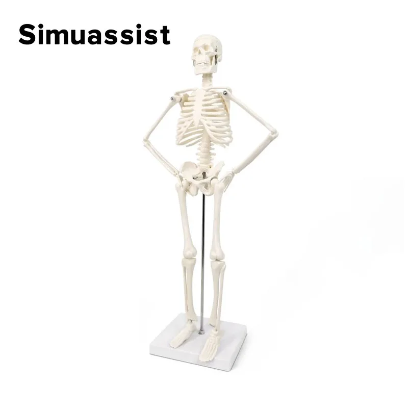 45CM Anatomical Human Detachable Skeleton Model Flexible Arms And Legs Educational Tools