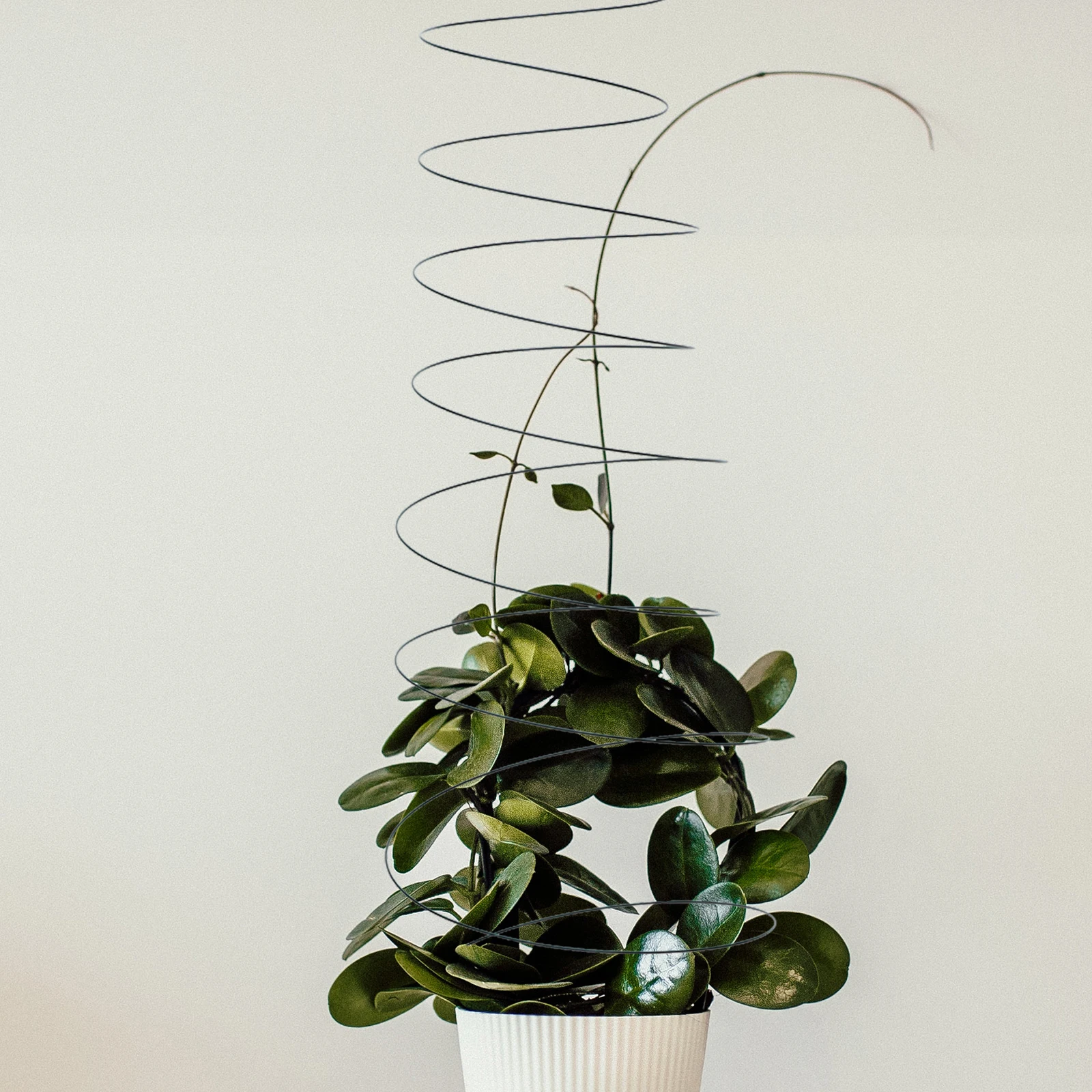 

2Pcs Spiral Plant Supports Stretchable Tomato Cage Ring Fine Workmanship Beautiful Appearance Practical Gift Friends