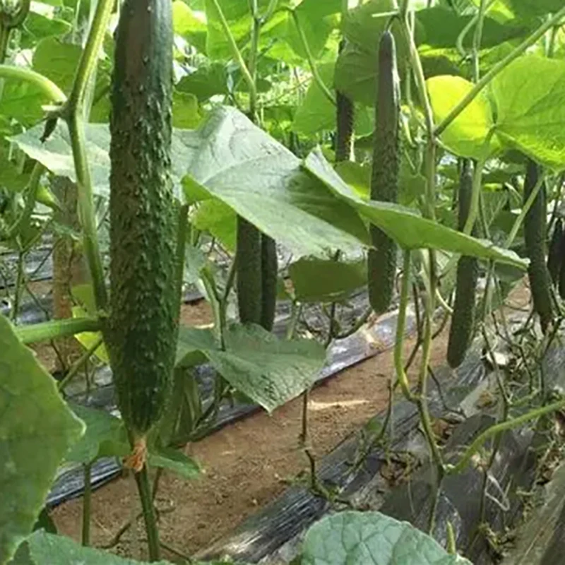 1 حزمة الخيار مهنة الأسمدة الخاصة للخيار استقامة أعلى زهرة حديقة النبات تعزيز النمو الأسمدة المحاصيل #4