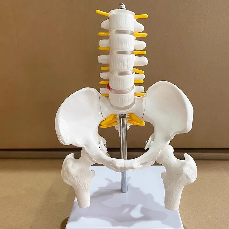 Life Size Human Pelvic With Five Lumbar Vertebrae and Femur Model  Spinal Column Spine Model Skeleton Anatomy Science Supplies