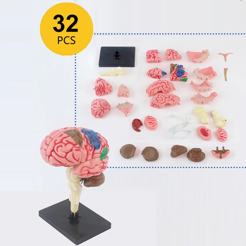 High-Quality 4D Human Brain Anatomy Model Assembly DIY For Medical Biology Studing Teaching tool