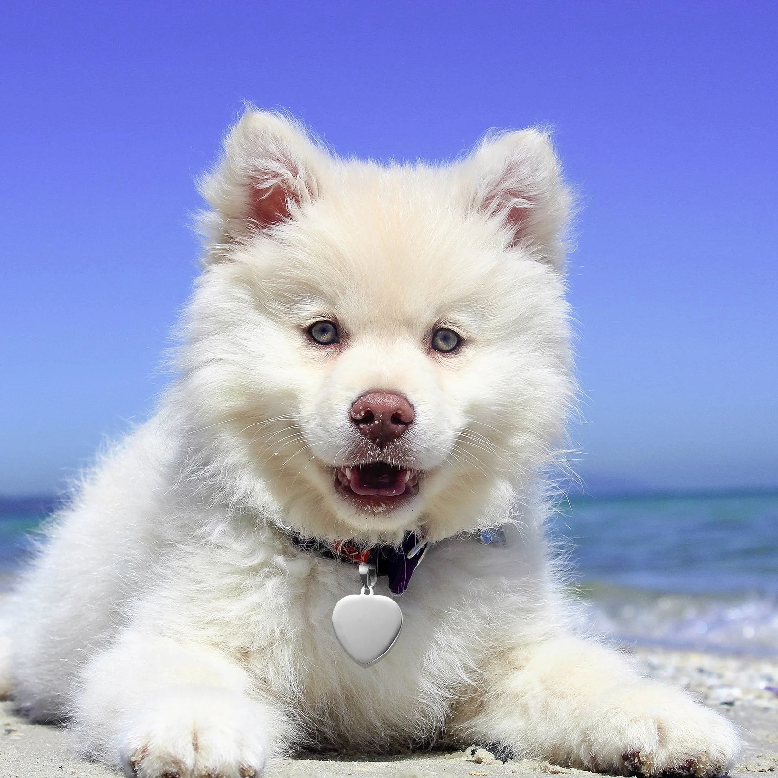 

6Pcs Pet Id Tags Custom Engraved Durable Stainless Steel Charms for Dogs Cats Pendants Pet Tag Cat Tag Dog Id Tags