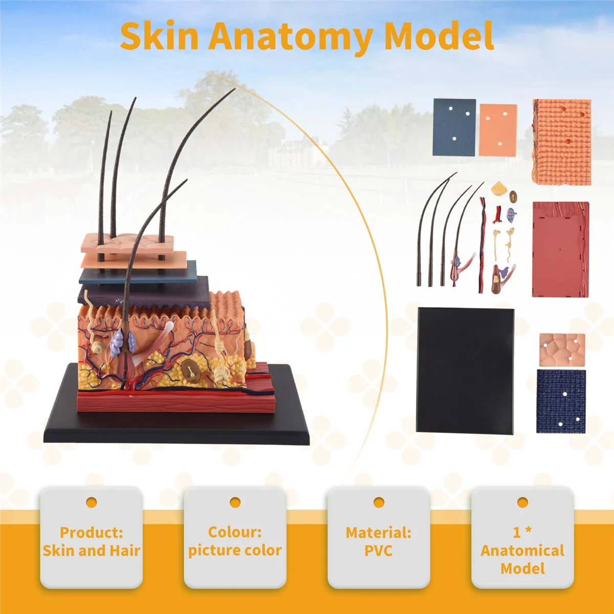 4D Human Skin Model Hair Organs Assembling Puzzle Model Teaching Model Manikin Science Anatomical Model