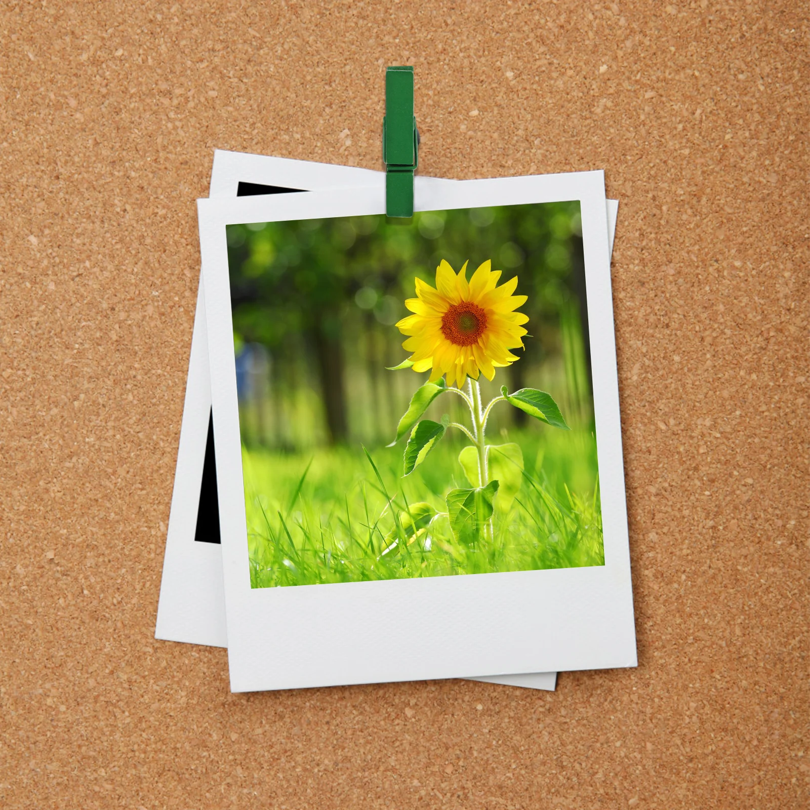 50 قطعة مقاطع دبوس دفع خشبية متعددة الوظائف مسامير الإبهام للوحة الفلين نشرة الجدار الشنق عرض الرسائل الفصول الدراسية #4