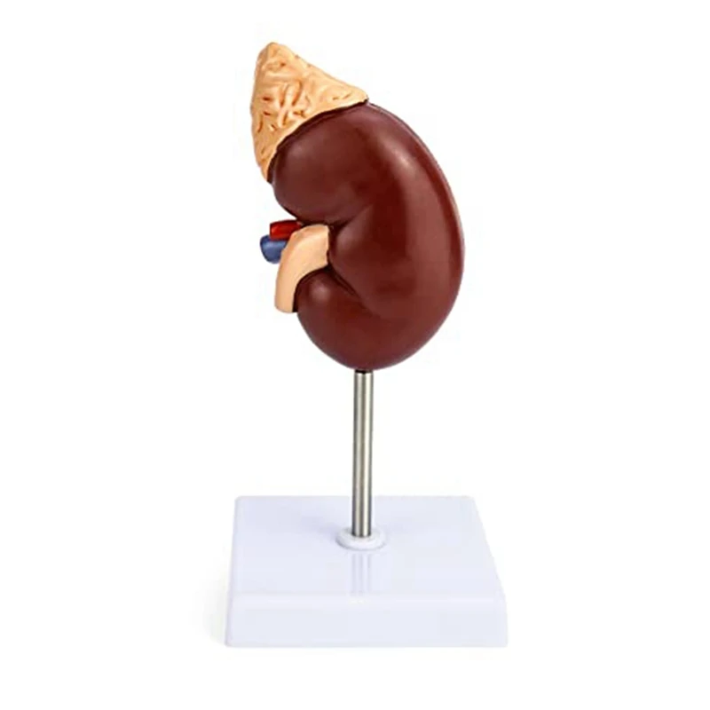 PVC Kidney Model 2 Parts Showing Internal Structure A Kidney Human Anatomy Replica For Doctors Educational Tool