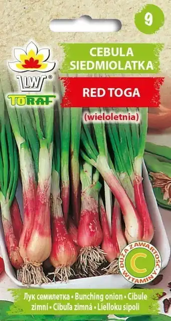 Cebolla Toga roja de siete años, semillas de cebolla vegetal TORAF, 1G