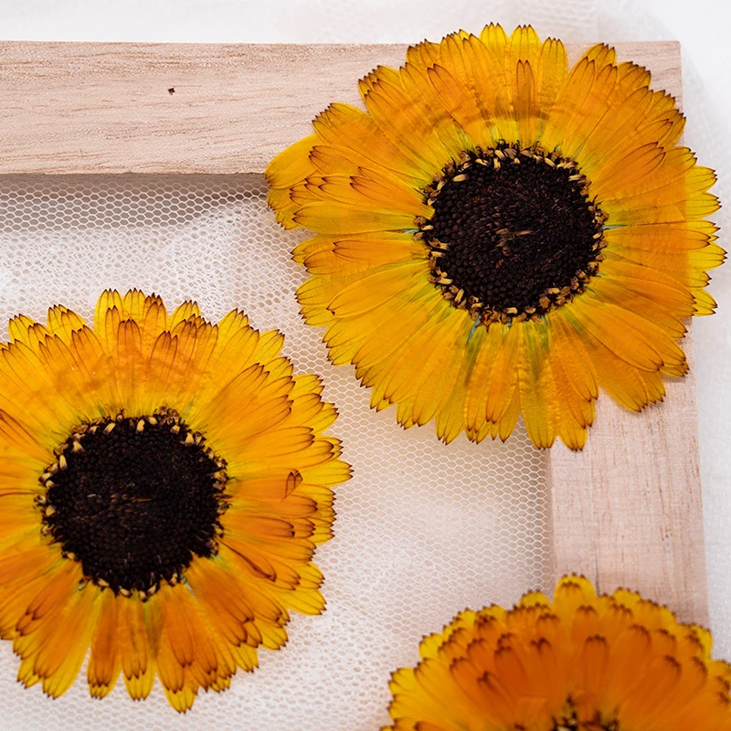 

60Pcs Marigold Pressed Flower Specimens Resin DIY Handmade Soap Flower Materials Plant Specimens Natural Real Flower Pressed Flower Materials