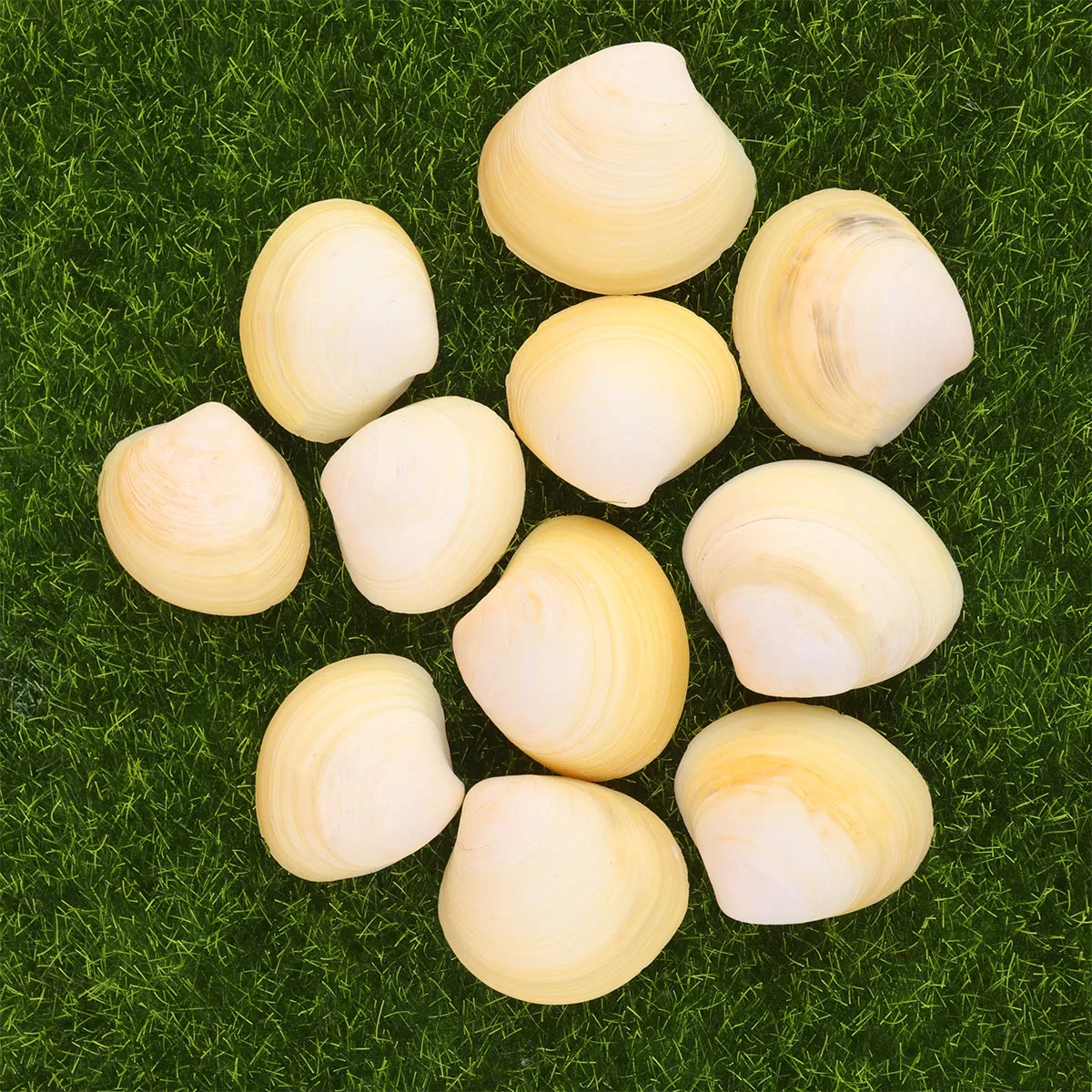 

Decoration Shell Decorations Ornament Fish Tank Landscape Accessories DIY Photo Frame Materials Aquarium