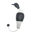White and Black Duck