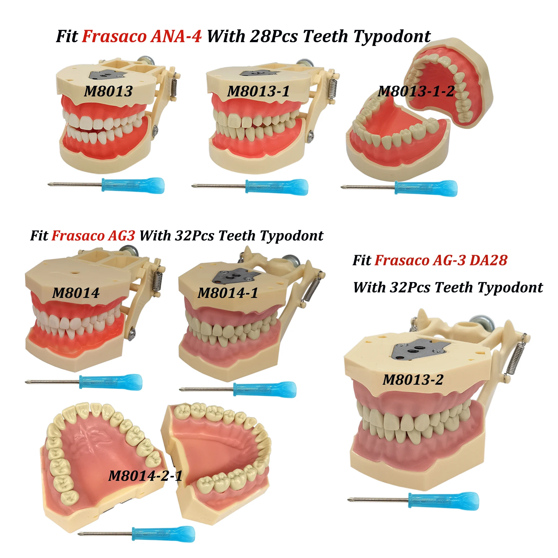 Frasaco ANA-4 AG3 Typodont Fit Dental Practice 28Pcs 32Pcs Screw-in Teeth Model Soft Gum Filling Restoration Teaching Stuyding