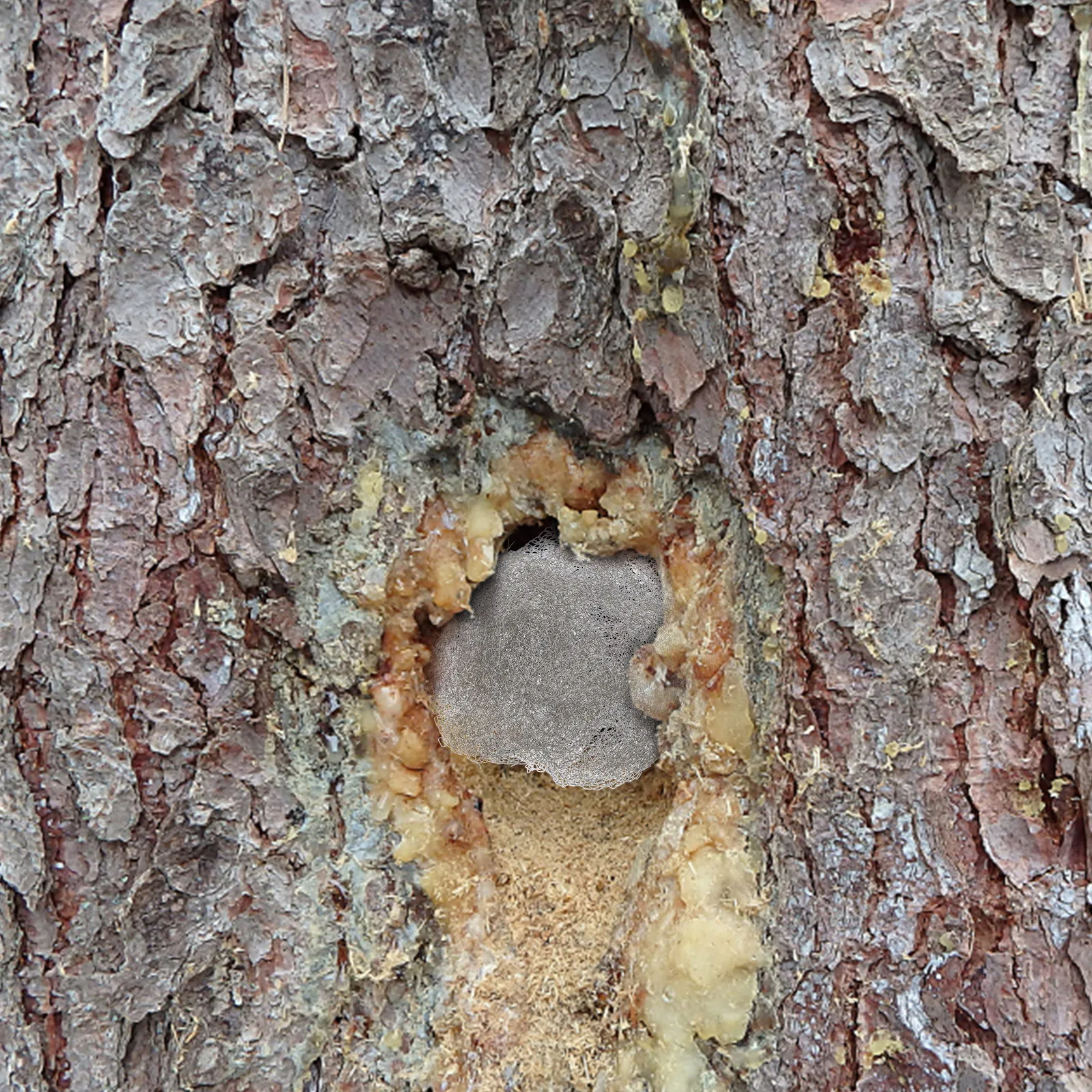 

1 Roll Stainless Steel Wire Mesh Hole Filler Rodent Blocker Mouse Hole Cover Durable Rustproof DIY Mesh Roll for Garden Home