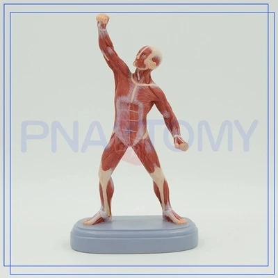 

Human muscle model Art sketch muscle doll Medical teaching model 21cm free shipping