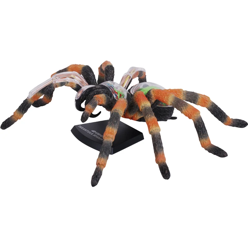 4D Vision Tarantula Spider Model Removable Animal Simulated Spider Anatomy Model