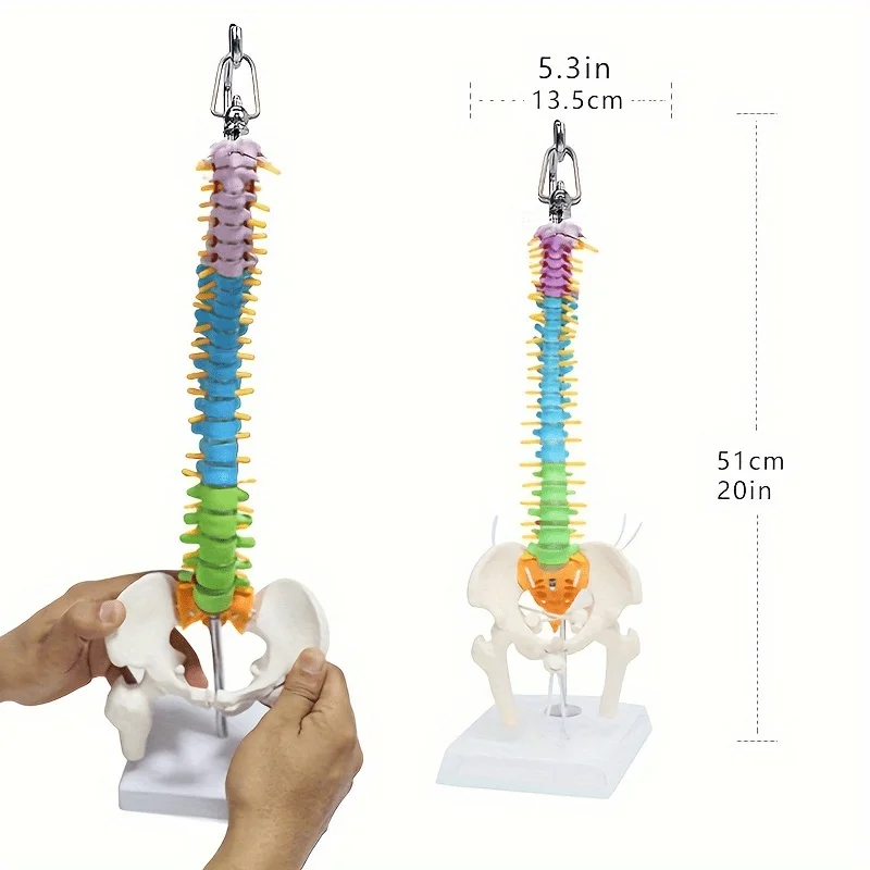 

Человеческий позвоночник с моделью анатомии таза 45 см, медицинская наука, обучение, биология, нейрохирургические ресурсы, анатомические модели, скелет