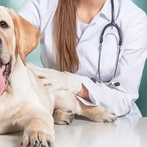 

808nm 650nm Dual Band Animal Healing Laser, 520mW Powerful Cold Laser Therapy Instrument for Dog Cat Arthritis, Wounds