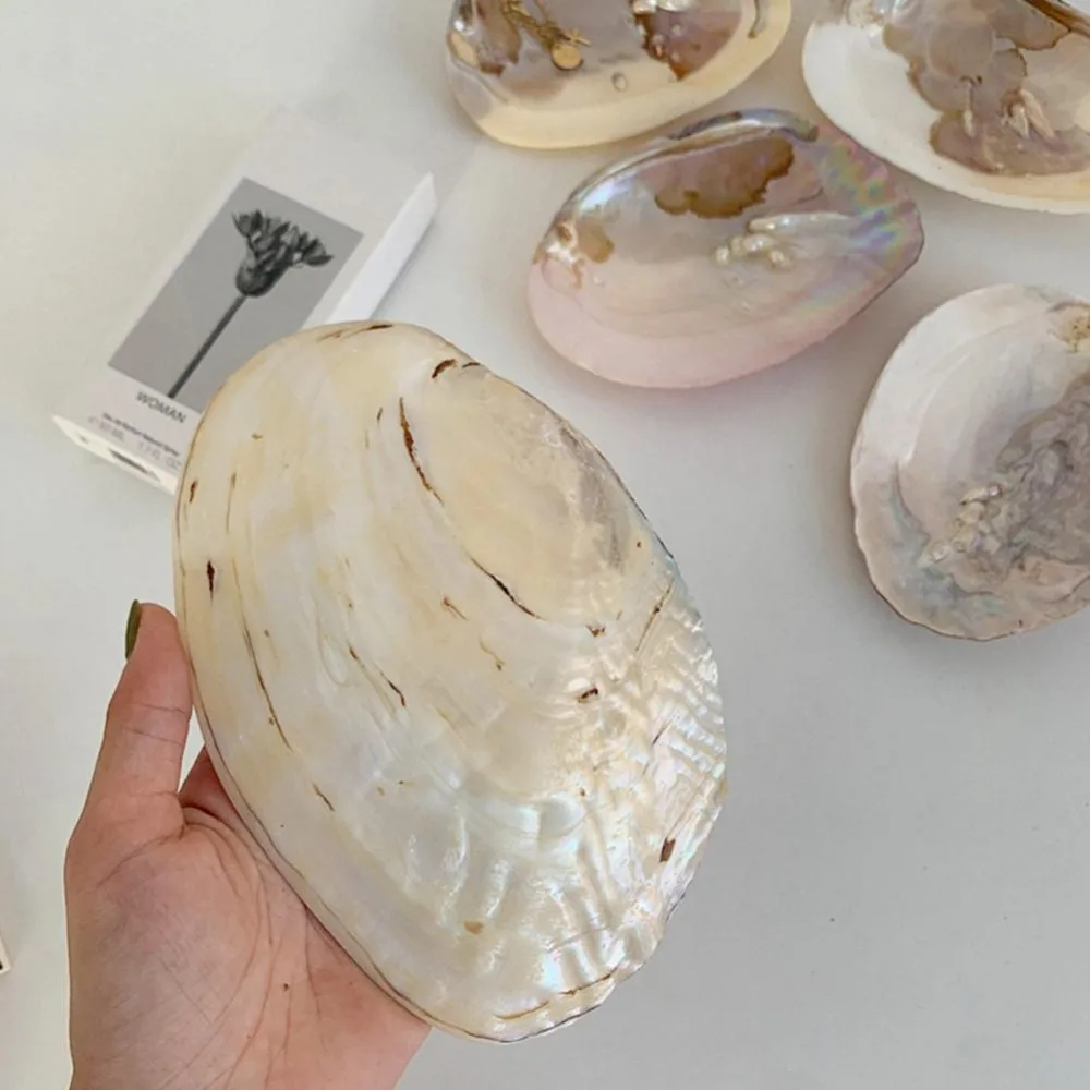 Shell Shape Delicate Decorative Multifunctional Vibrant Color Storage Holder Storage Container Art Craft Jewelry Storage Tray