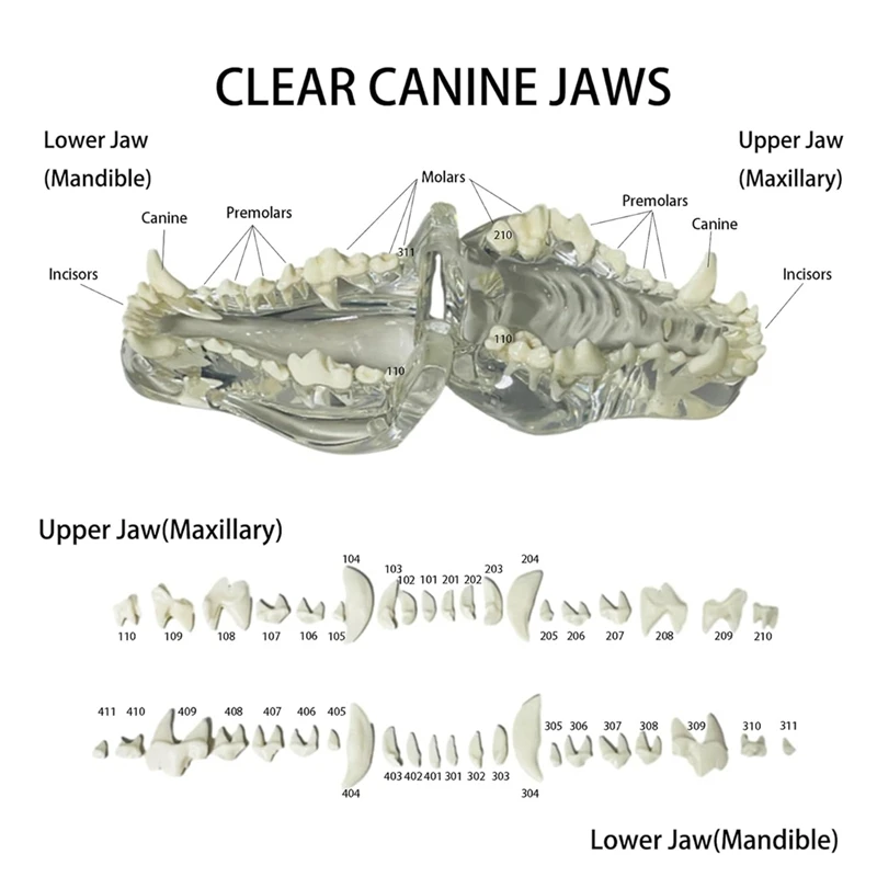 Transparent Canine Teeth Anatomical Model  Animals Oral Tooth Jaw For Veterinary Educational Tool