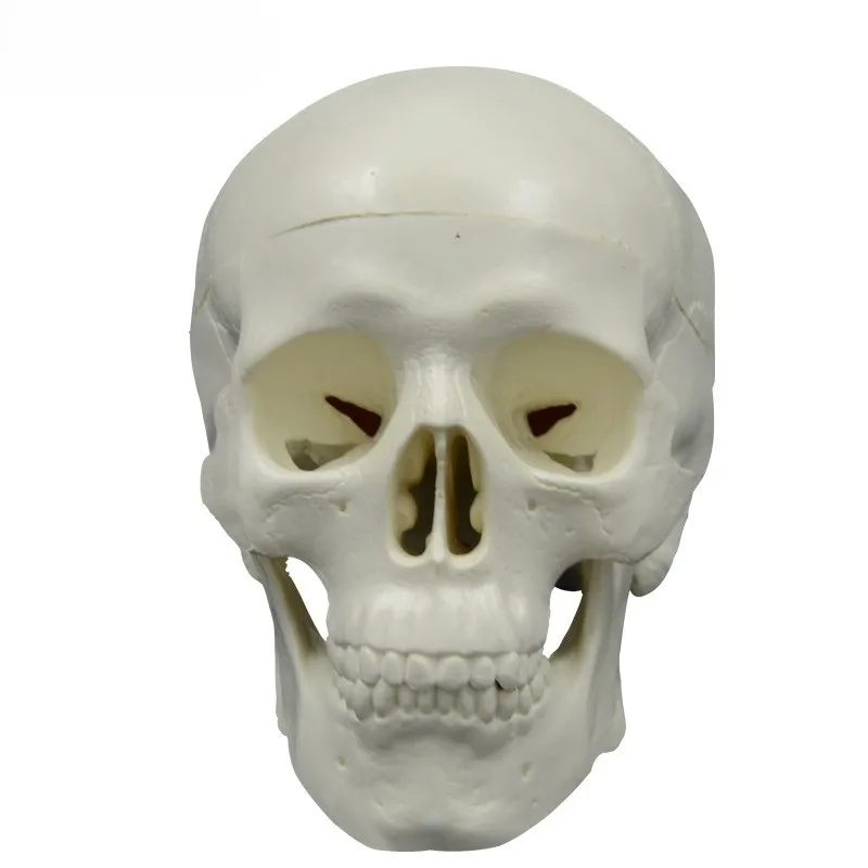 Mini Skull Model Human Anatomical Head Medical Model Detachable Art sketch Props Medical Student Teaching