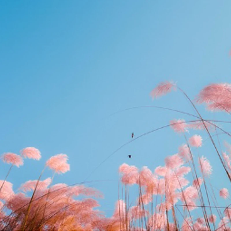 

2Pair T-HOBBY T-MOTOR M12199 Propeller 31mm Tinywhoop 1mm Hole For FPV 65mm Whoop Drone suitable for M0802 Engine