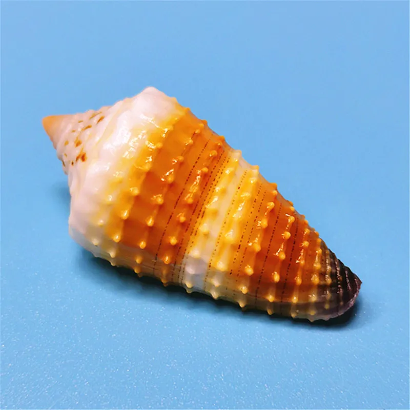 Lividoconus Floridulus,Flower Cluster Taro, Natural Rare Conch Shell Fish Tank Aquarium Landscaping Decoration,home Collection
