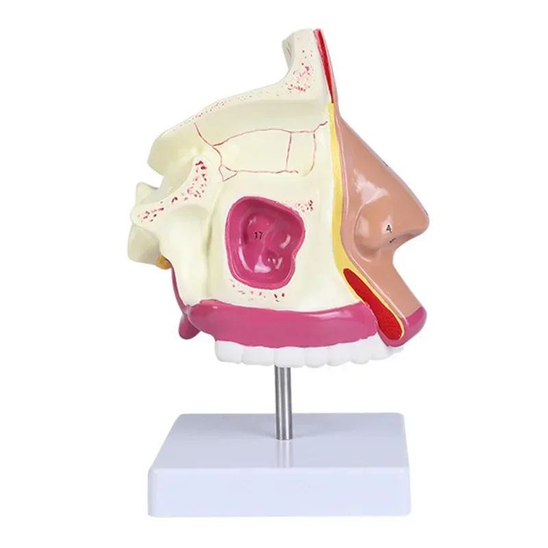 

Nasal cavity anatomical model otolaryngology medical model nasal nose model mouth and nose structure model