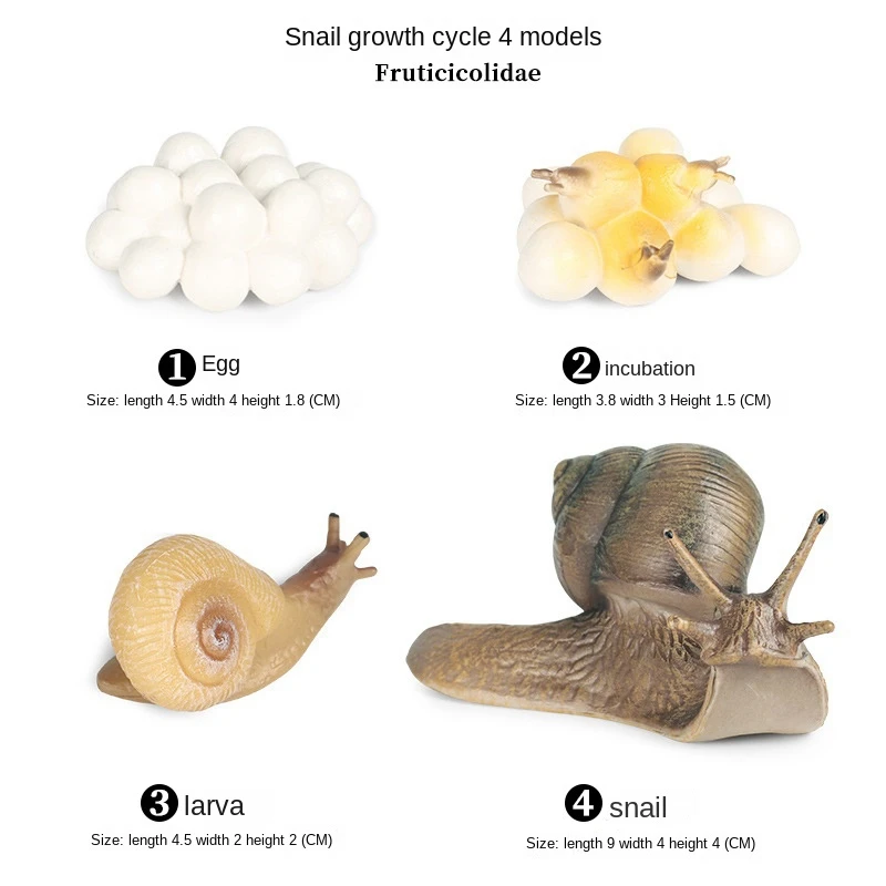 Life Cycle Of Frog Snail Earthworm Dragonfly, Egg Tadpole To Frog Safariology Amphibian Figurinestoy Kit, School Project