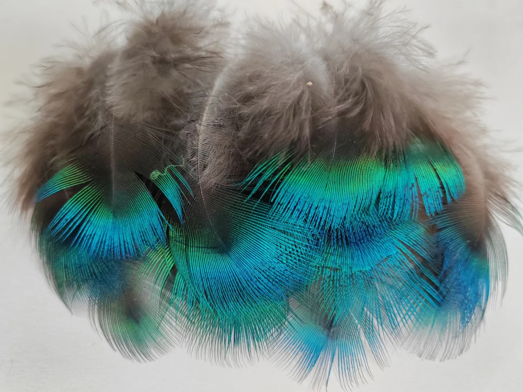 50 sztuk/partia krótkie niebieskie PEACOCK BODY PLUMAGE FEATHERS, mały paw pióropusz do rękodzieła, akcesoria do majsterkowania, błyszczący niebieski