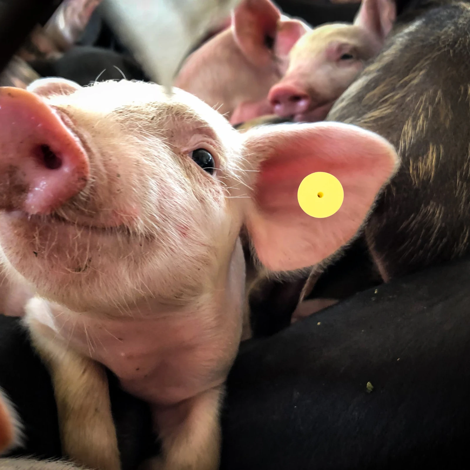 

100 Sets Yellow Blank Sheep Cattle Ear Tags Plastic Animal Labels Livestock Identification Tags For Calves Goats Cows