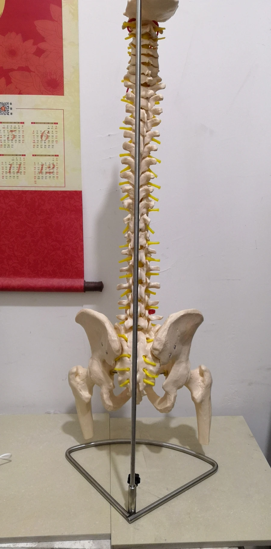 

Natural large spine with pelvic and half leg bone models