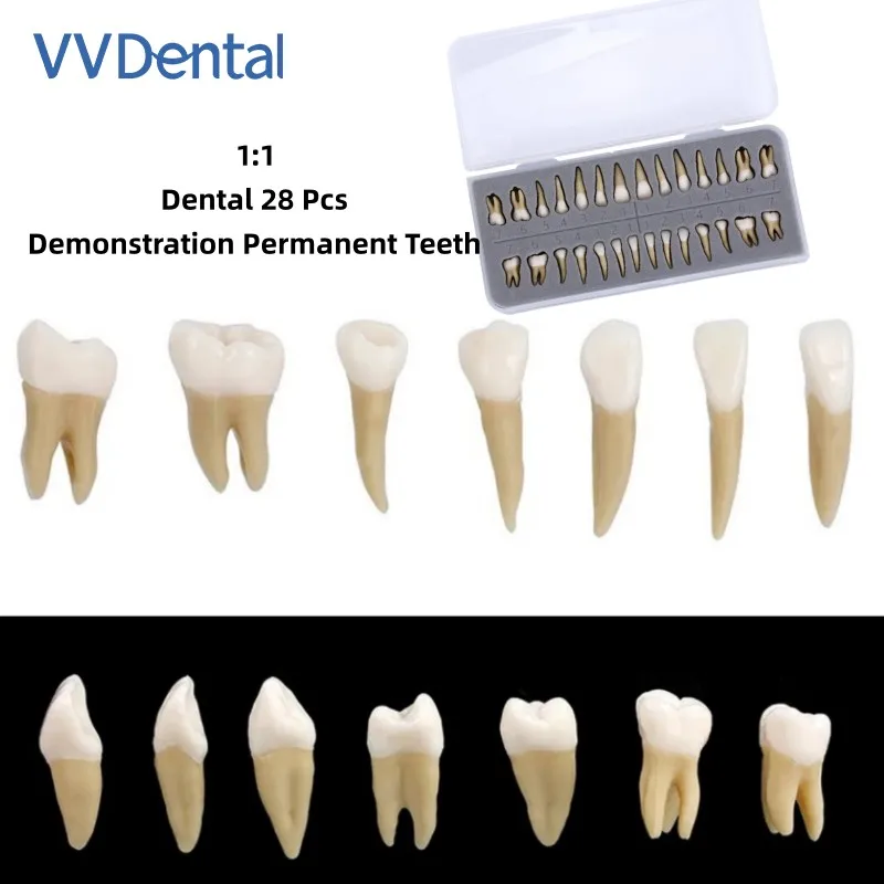

VV Dental 1:1 Simulation 28Pcs Demonstration Permanent Teeth for Study High Quality Resin School Teaching Equipment