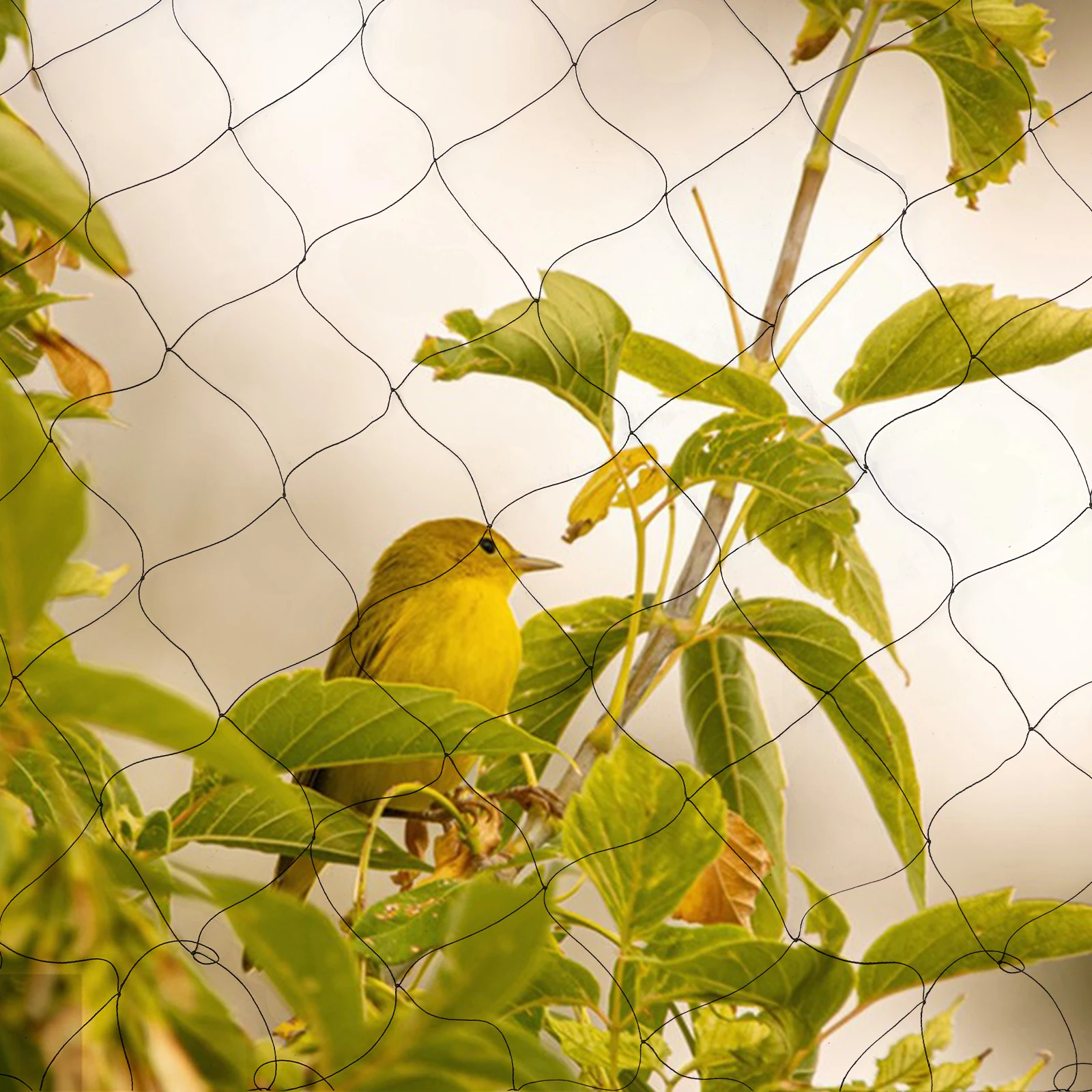

100 x 50 дюймов, черная сетка против птиц, нейлоновая сетка для фруктовых культур, растений, деревьев для защиты деревьев от птиц, птицы, авиарии